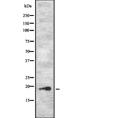 Olfactory Receptor-like protein PJCG2 Antibody