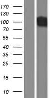 Human DNM1 / Dynamin Protein (Over-Expression Lysate Myc-DDK (Flag))
