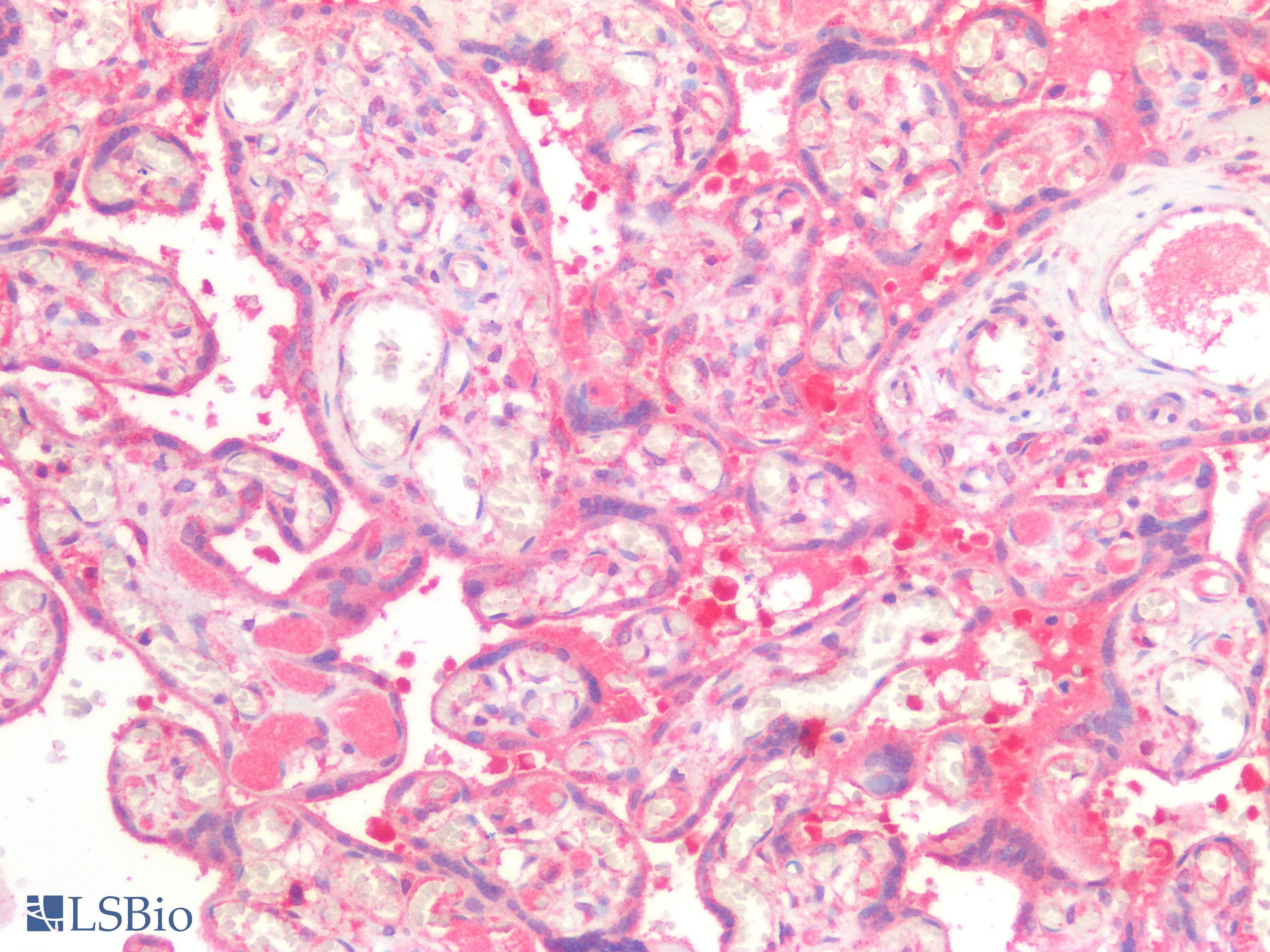 PathPlus™ PEX19 Antibody