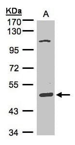 SCARA3 / APC7 Antibody (aa187-474)