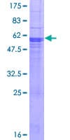 Human NFAM1 Protein (Recombinant GST)
