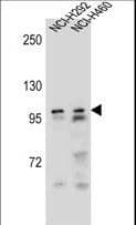 AR / Androgen Receptor Antibody (aa282-309)