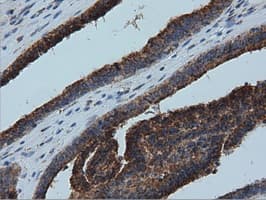 IVD Antibody (clone OTI1B10)