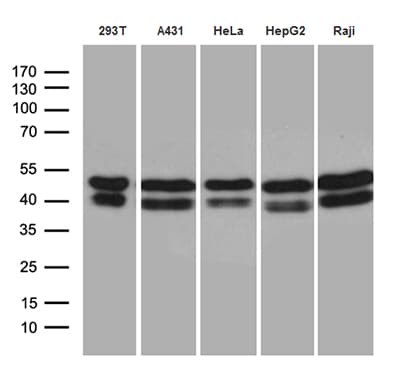 GABPB1 Antibody (aa128-360, clone OTI7A7, Carrier-free)
