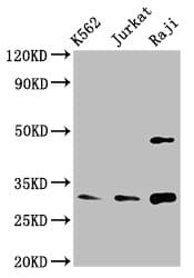 CCND3 / Cyclin D3 Antibody (aa1-292)