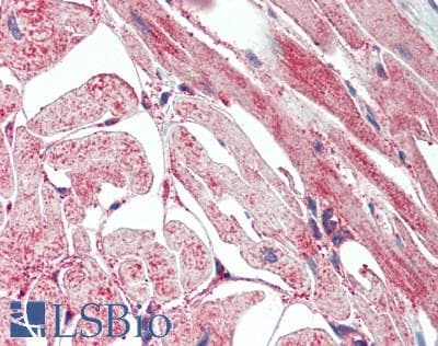 PathPlus™ Polyclonal Rabbit anti-Human CD36 Antibody (IHC, WB)