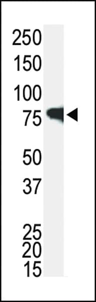 IHC-plus™ IRAK1 / IRAK Antibody (aa683-712)