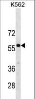 PBX3 Antibody (aa80-108)