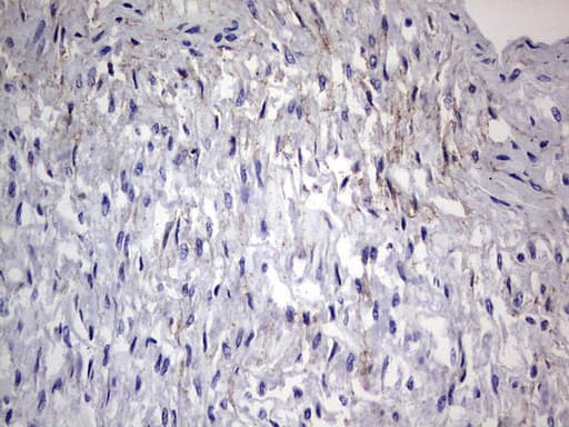 Adiponectin Antibody (aa19-244, clone OTI3F12, Carrier-free)