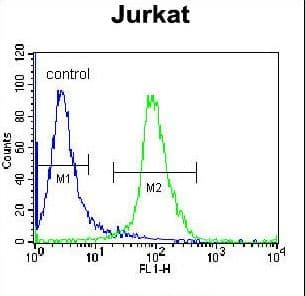 ELMO2 Antibody (aa323-350)