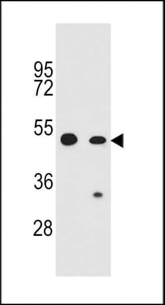 CARD16 / COP Antibody (aa37-65)