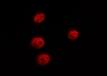 GATA4 Antibody (phospho-Ser105)