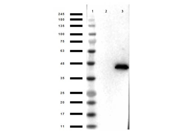 MAPK1 / ERK2 Antibody (Internal, clone 3H9.A1.A8)
