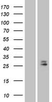 CD302 Protein (Over-Expression Lysate Myc-DDK (Flag))