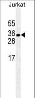 Monoclonal Mouse anti-Human ELAVL1 / HUR Antibody (IF, WB)