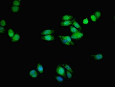 TMEM139 Antibody