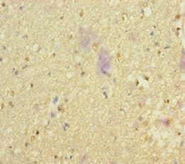 NSMF / NELF Antibody