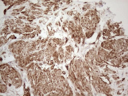 SETD8 / SET8 Antibody (clone OTI3G9, Carrier-free)