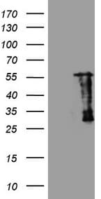 SAMSN1 Antibody (aa1-250, clone OTI2D8)
