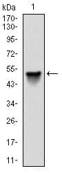 SRC Antibody (clone 1F11)