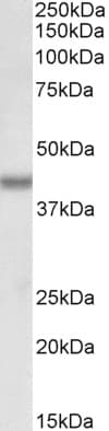 IHC-plus™ Polyclonal Goat anti-Human BMI1 / PCGF4 Antibody (aa237-251, IHC, WB)