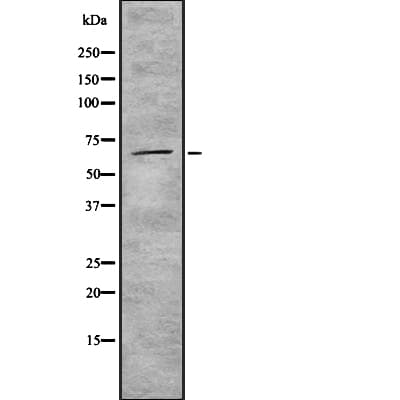 Polyclonal Rabbit anti-Human ZNF496 / NZIP1 Antibody (IF, WB)