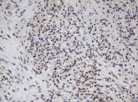 APEX1 / APE1 Antibody (clone OTI1H9)
