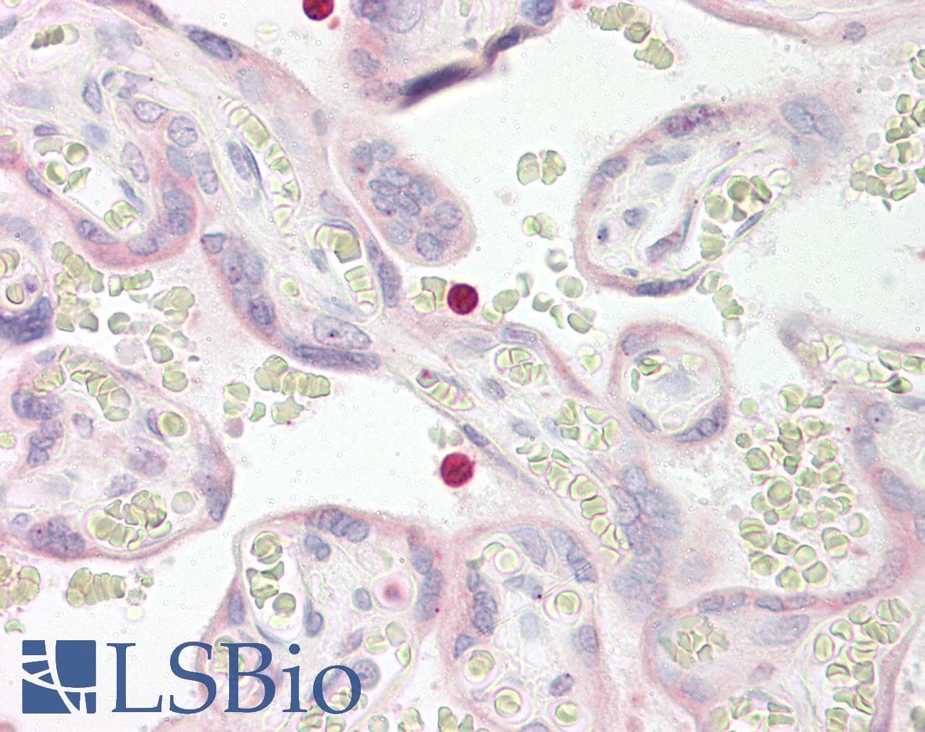 TLT2 / TREML2 Antibody (aa188-237)