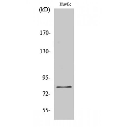 FASTKD2 Antibody (140-220 aa, Internal)