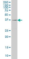 RAB36 Antibody (clone 6A6)