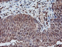 PSMA4 Antibody (clone OTI5D8)