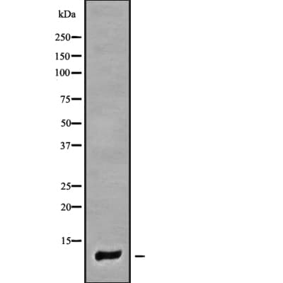 COX7A1 Antibody
