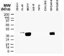 Polyclonal Rabbit anti-Human CARD8 / Cardinal / TUCAN Antibody (IHC, WB)