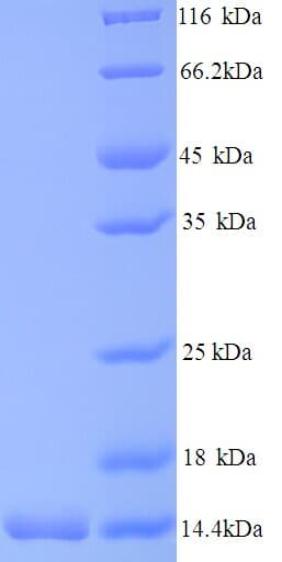 Mycobacterium tuberculosis MTB12 Protein (Recombinant His)