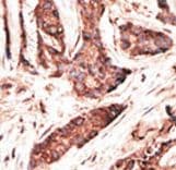 OASL Antibody (aa484-514)