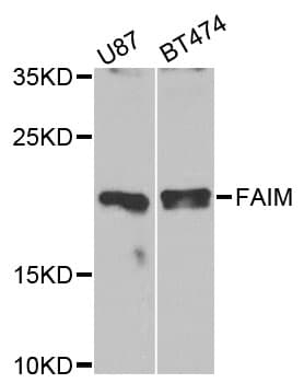 FAIM Antibody