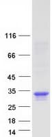 Human APOD / Apolipoprotein D (Recombinant Myc-DDK (Flag))