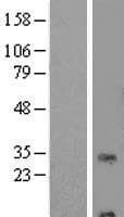 RNF24 Protein (Over-Expression Lysate Myc-DDK (Flag))