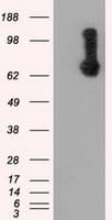 RIP1 / RALBP1 Antibody (clone OTI1C8)