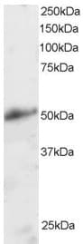 IHC-plus™ KLF8 Antibody (aa2-14)