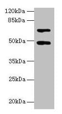 HDAC3 Antibody (aa1-428)