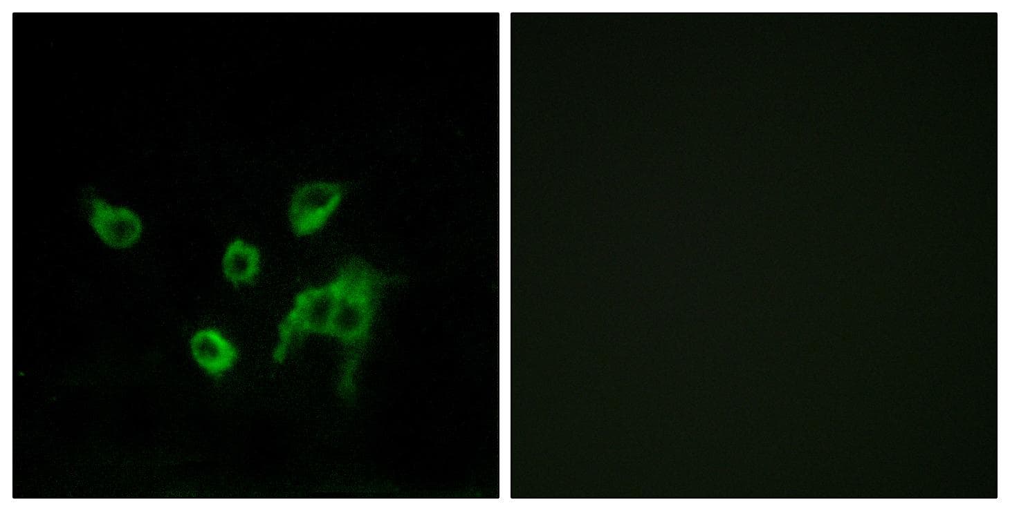 WNT1 Antibody