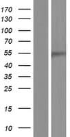 TFDP2 / DP2 Protein (Over-Expression Lysate Myc-DDK (Flag))