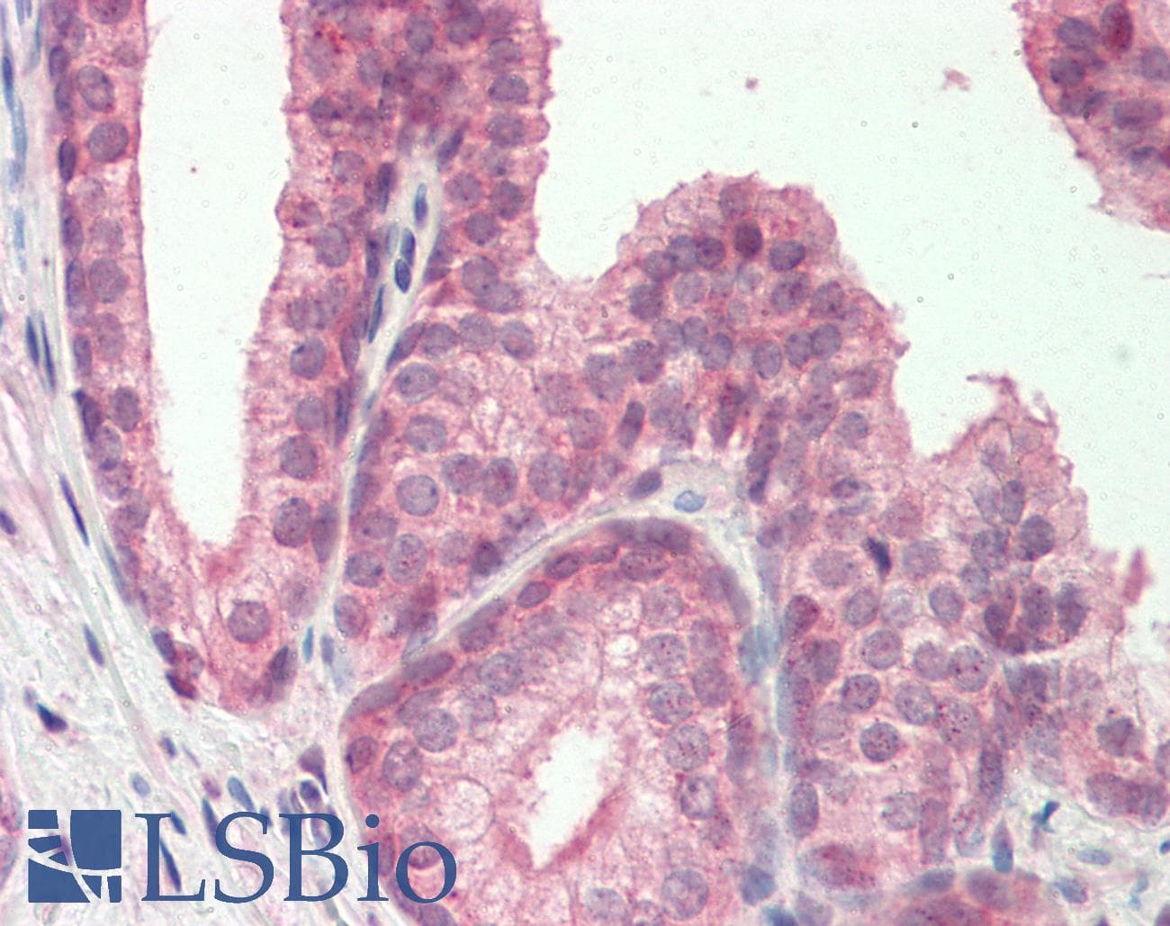 MZF / MZF1 Antibody (N-Terminus)