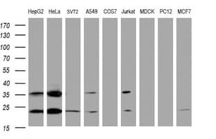 UBE2E3 Antibody (clone OTI1A3, Carrier-free)