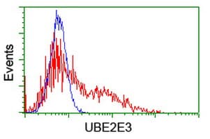UBE2E3 Antibody (clone OTI2E5)