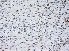 GFAP Antibody (clone OTI4C10)