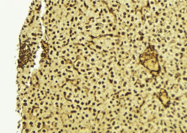 RTCD1 / RPC Antibody