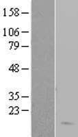 Human HBD / Hemoglobin Delta Protein (Over-Expression Lysate Myc-DDK (Flag))