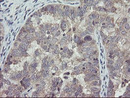 CHN1 Antibody (clone OTI1C9)